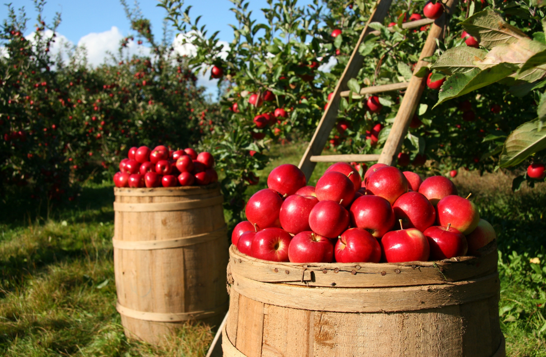 La nature et le développement personnel avec la leçon de l&rsquo;arbre fruitier.